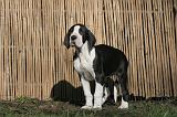 DOGUE ALLEMAND 603